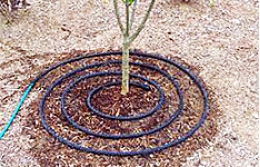 Капельный полив деревьев