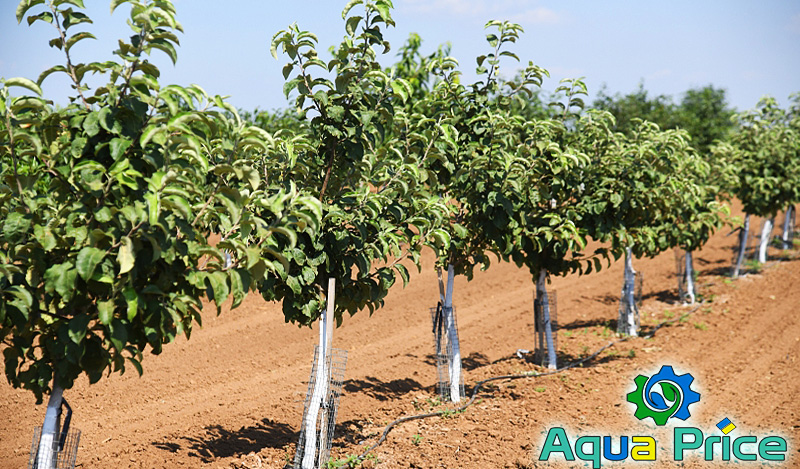 Капельный полив деревьев и кустов