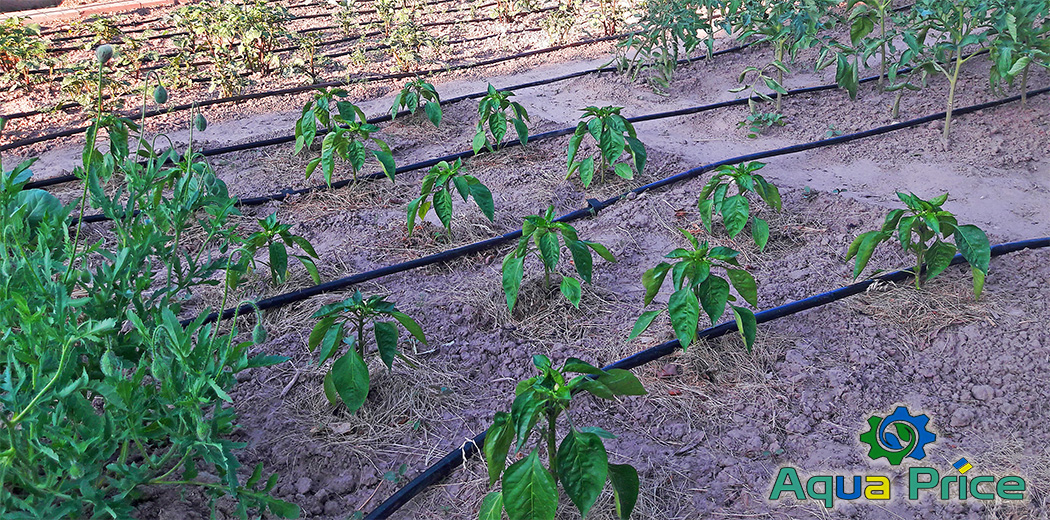 Капельный полив с внесением удобрений Капельный полив с удобрениями