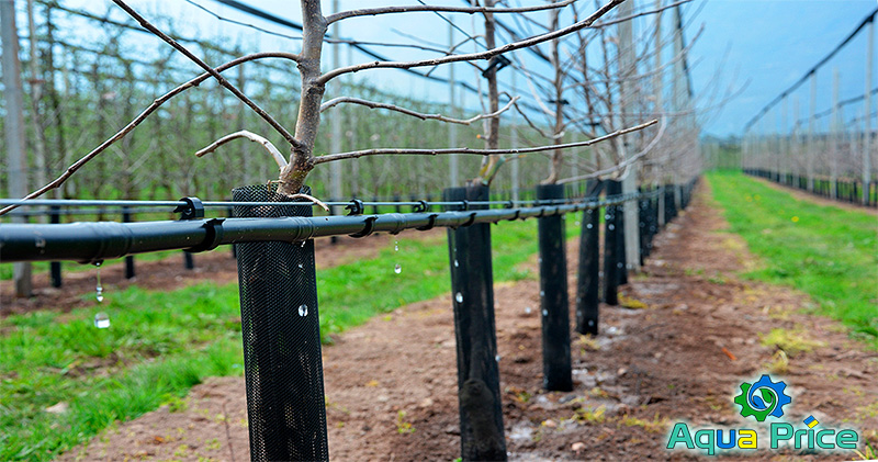 Польза от капельного полива деревьев