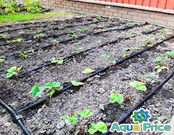 установка капельных трубок для капельного полива на участке